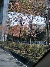 紅葉がはじまりました