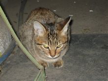てぃる、ただいま！