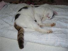 三毛猫ホームズ