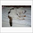 三毛猫ホームズ