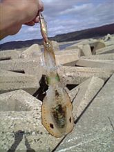 しばらく鰤に