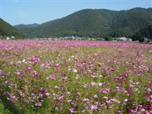 お花畑。