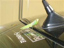 マークＸにカマキリが！！！