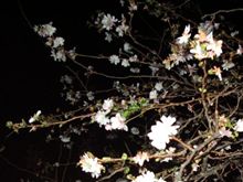 季節はずれの桜か？