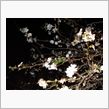 季節はずれの桜か？