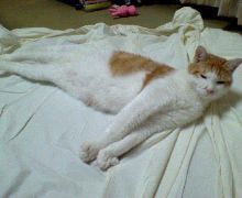 我が家の