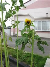 ど根性ひまわり