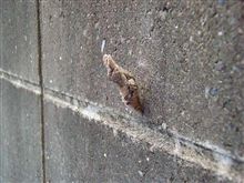 こっ・・・・これは？・・・・・・？？？