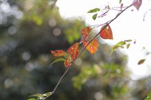 紅葉を見に