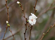 桜が咲いてました