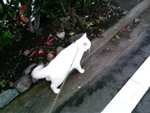 室内飼猫逃走