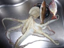 鯛じゃなくてタコ