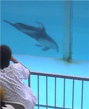 イルカはなぜ？