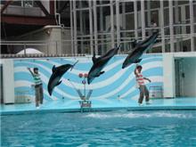 イルカってカワイイよねw イルカってカワイイよねw