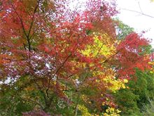 紅葉
