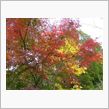 紅葉
