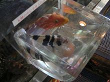 ローコストで行こう［104］ 福井県海浜自然センター
