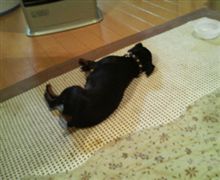 ヒーターが好きな犬なのです。