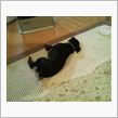 ヒーターが好きな犬なのです。