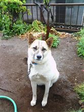 実家の犬