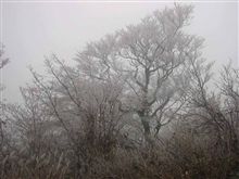 樹氷