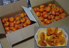親戚からカキが・・！