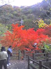 紅葉