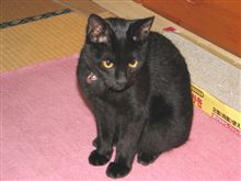 うちの猫、くろ