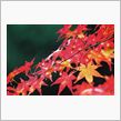 紅葉をパチリ