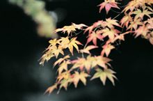 紅葉見物