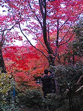秋の京都