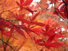 神戸市立森林植物園 神戸市立森林植物園