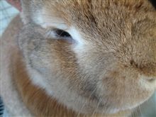世紀の大発見　　ウサギの目にも涙