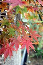 紅葉狩り