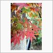 紅葉狩り