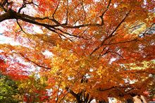 燃えあがる京都