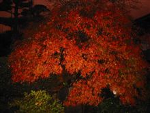庭先の紅葉