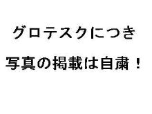 鳩が…