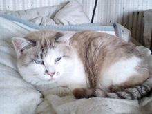 事務所で飼っている
