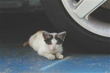 チビちゃん