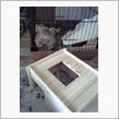 総ヒノキの家を建築中！