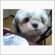 お昼に犬たちうどん