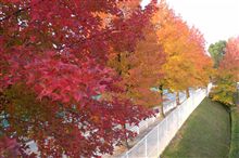 とりあえず紅葉…