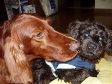 愛犬紹介です。