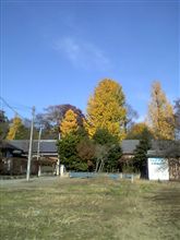 八幡の神に寄り添う銀杏