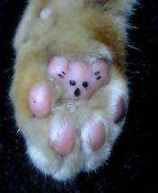 秘蔵にゃん足