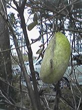 繭