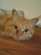 明け方の悪魔・・・