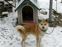 ((((;&#180;･ω･`)))ｻﾑｲﾖｻﾑｲﾖﾕｷﾌﾘﾏｸﾘﾀﾞﾖ