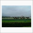 久々の阪神競馬場
